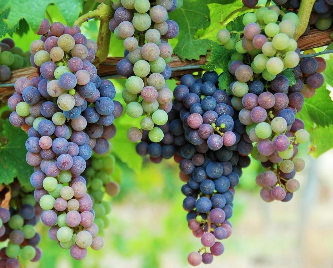Maison Des Vignes Le Fleix Ngoại thất bức ảnh